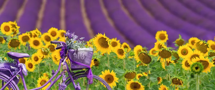 Lavandins de Provence 