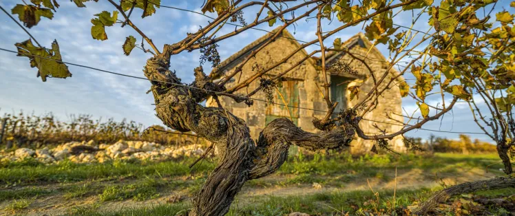 Loge de vigne en automne