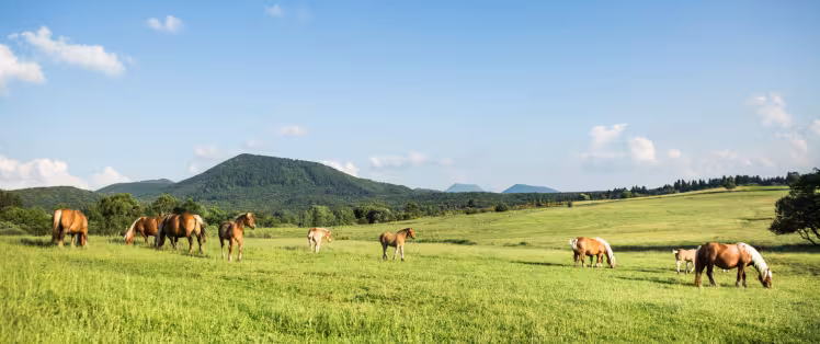 puy-de-dome-chevaux.jpg