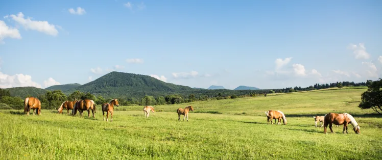 puy-de-dome-chevaux.jpg