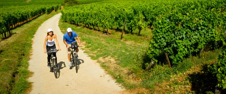 Au travers des vignes à vélo - EuroVelo 5