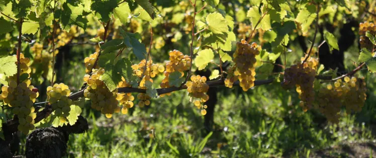 Vignes du Domaine du Clos Roussely