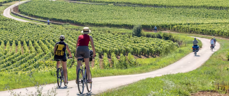La Voie des Vignes