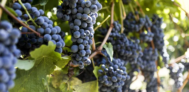 Saint-Etienne-du-Bois / La Garnache