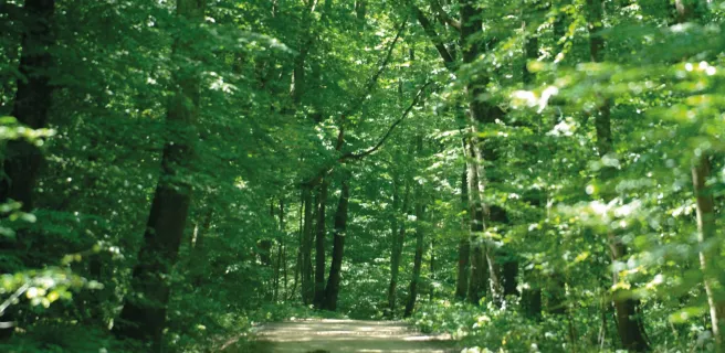 De l'eau à l'arbre - Boucle vélo R6