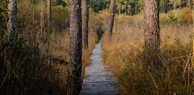 Côte sud landaise, entre nature et sports emblématiques