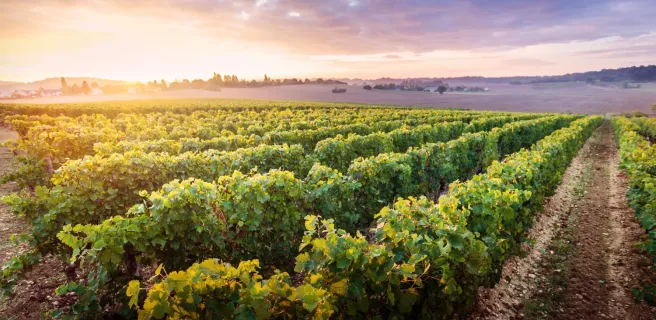 Entre Chinon et Candes Saint-Martin - Boucle vélo n°38