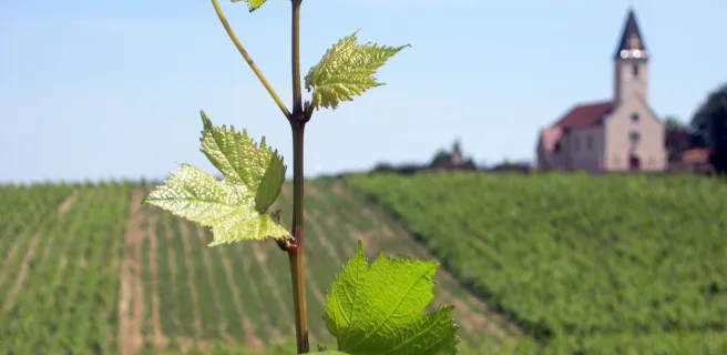 Vignobles de Bourgogne avec Randovélo