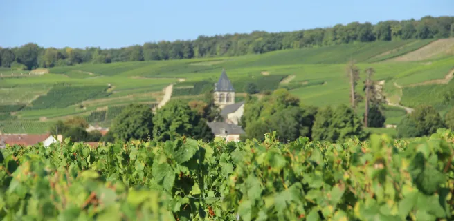 La Champagne à vélo avec La Bicyclette Verte