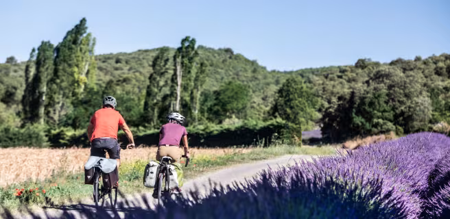 Champs de lavande sur La Méditerranée à vélo