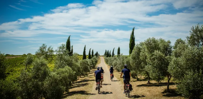 Cyclistes en Provence