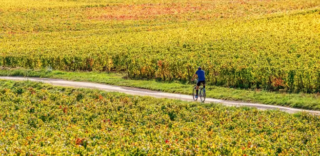 De Dijon à Mâcon à vélo avec Safrantours