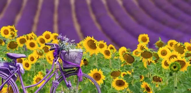 Lavandins de Provence Randovélo