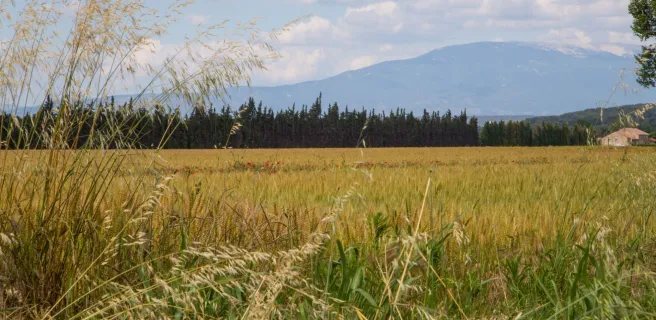 Paysage sur la Via Venaissia