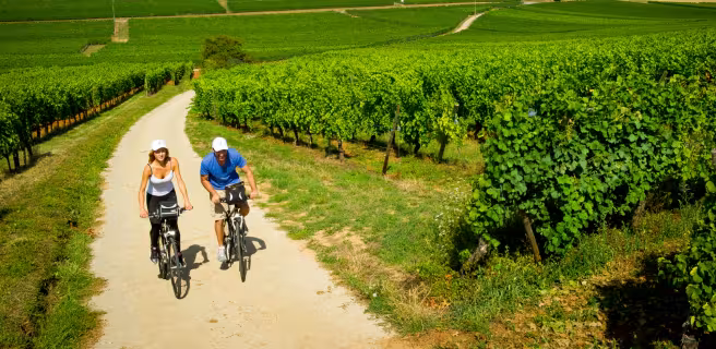 Au travers des vignes à vélo - EuroVelo 5