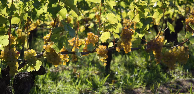 Entre vignes et coteaux du Touraine-Mesland - Boucle vélo n°20