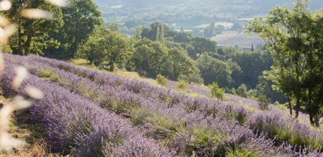 Paysage et lavande