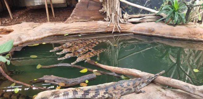 La Ferme aux Crocodiles