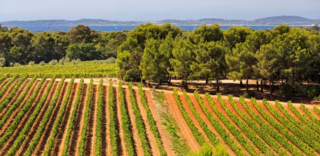 Vignes Figuière