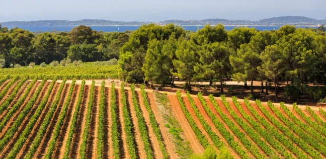 Vignes Figuière
