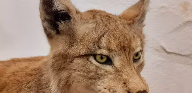 Museum Requien - Lynx