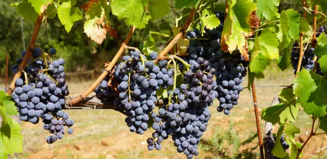 Domaine du Deffends