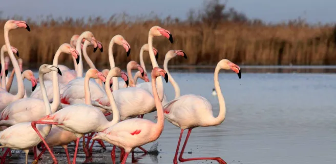 Parc Ornithologique de Pont de Gau