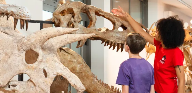 Muséum de l'Ardèche : fossiles et dinosaures