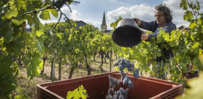 Domaine Amirault - Le Clos des Quarterons