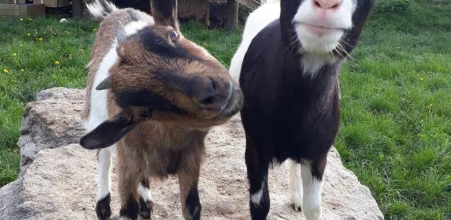 Ferme pédagogique du pichet