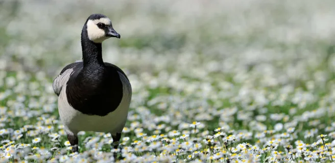 Les Oiseaux du Marais Poitevin, Parc Ornithologique