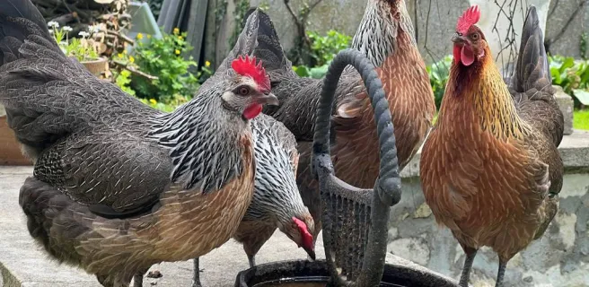 Chambres d'hôtes et gîte de Tante Aurore