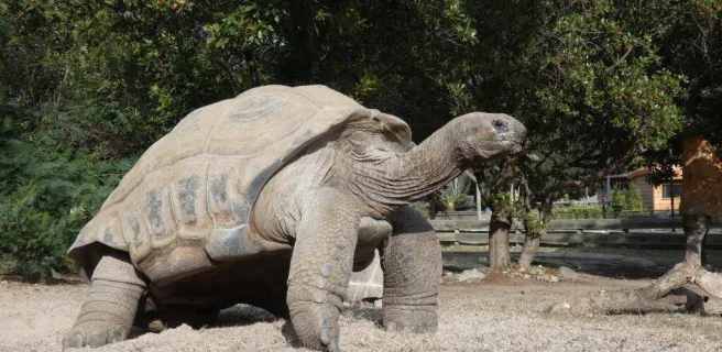La Tortue Géante des Seychelles