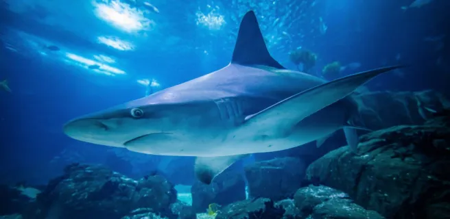 requin gris