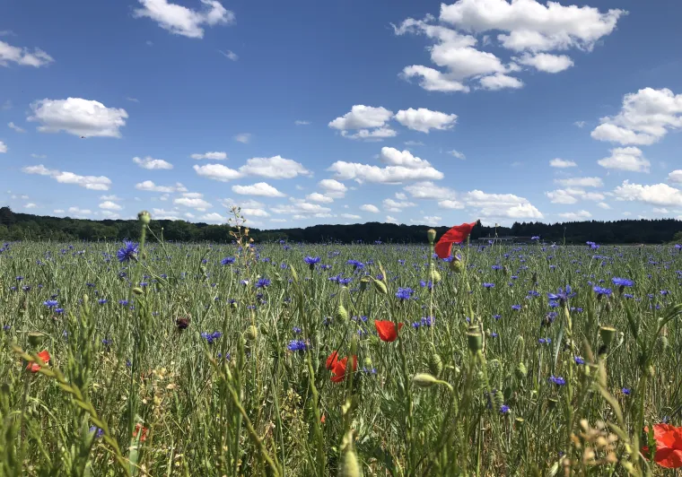 Champ fleuri en Beauce