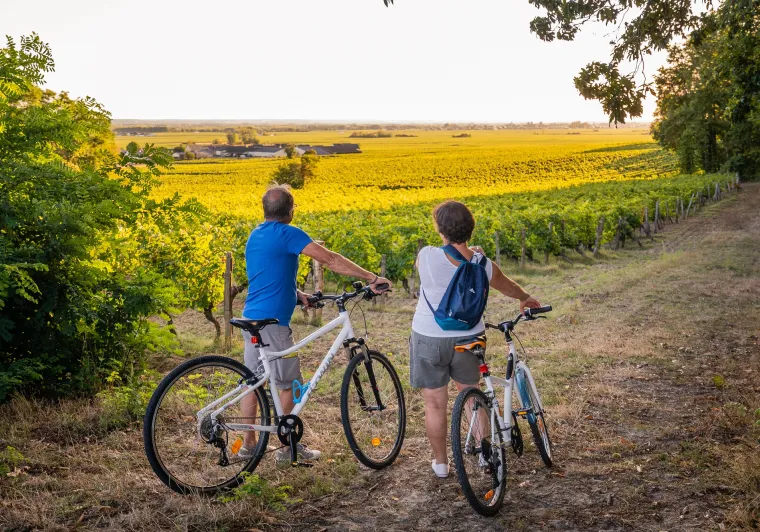 À vélo dans les vignes de Bourgueil