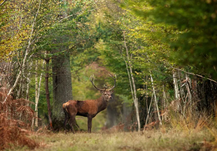 Cerf en forêt de Chambord