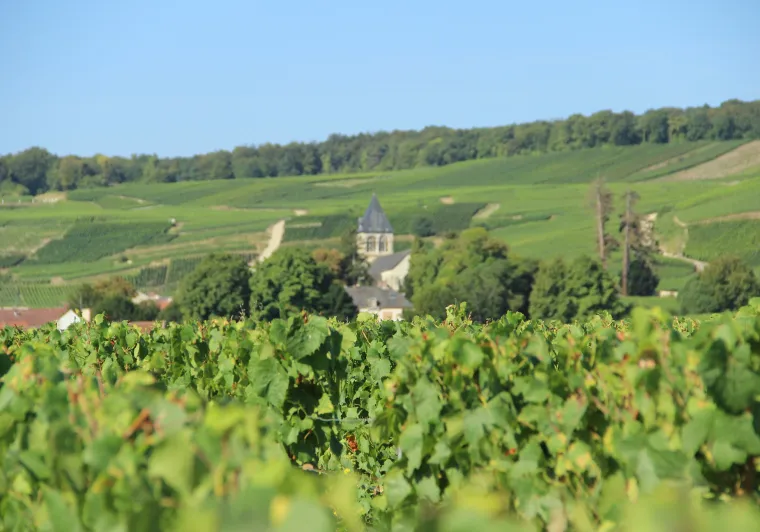 La Champagne à vélo avec La Bicyclette Verte