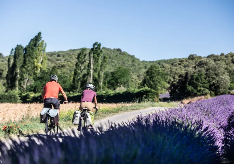 Champs de lavande sur La Méditerranée à vélo