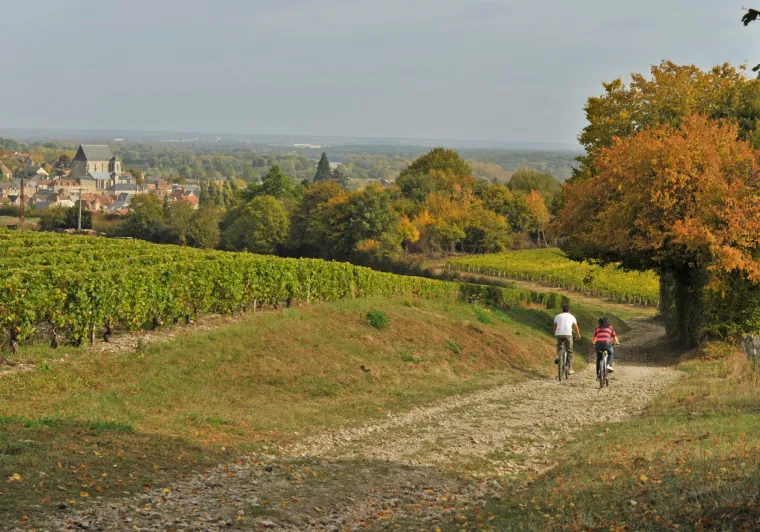 Chemin cyclable le long des vignes vers Saint-Satur