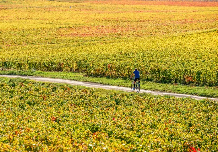 De Dijon à Mâcon à vélo avec Safrantours