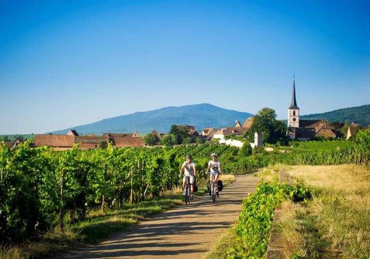 La route du Vignoble à vélo en Alsace -Mittelbergheim