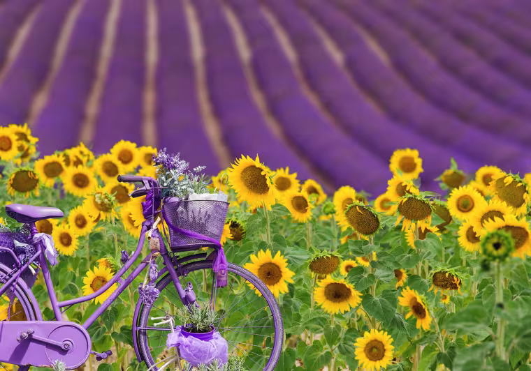 Lavandins de Provence Randovélo