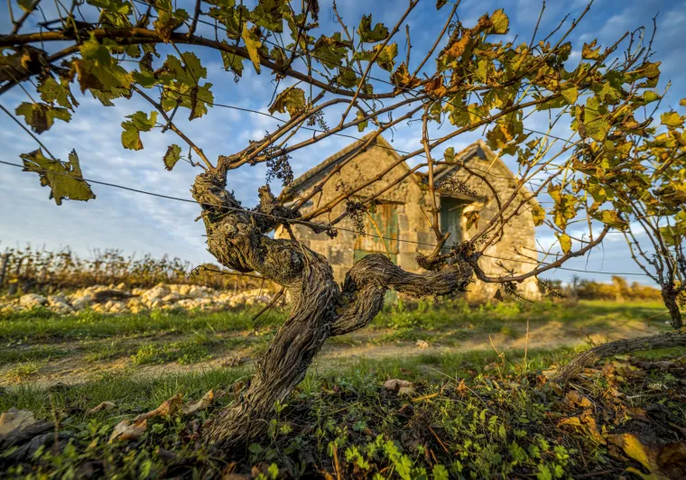 Loge de vigne en automne