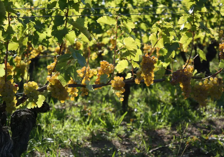 Vignes du Domaine du Clos Roussely