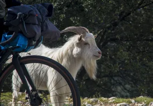 Une chèvre curieuse dans les gorges de l'Ardèche