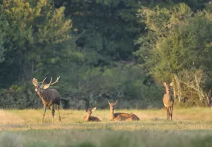 Brame-du-Cerf en Sologne