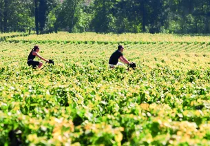 Découverte du vignoble de la Côte de Beaune