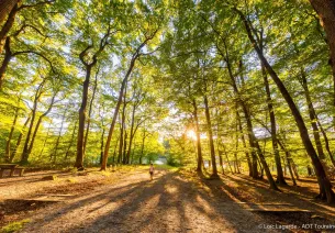 Balade dans la forêt de Loches