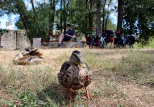 Canard sur l'EuroVelo 6